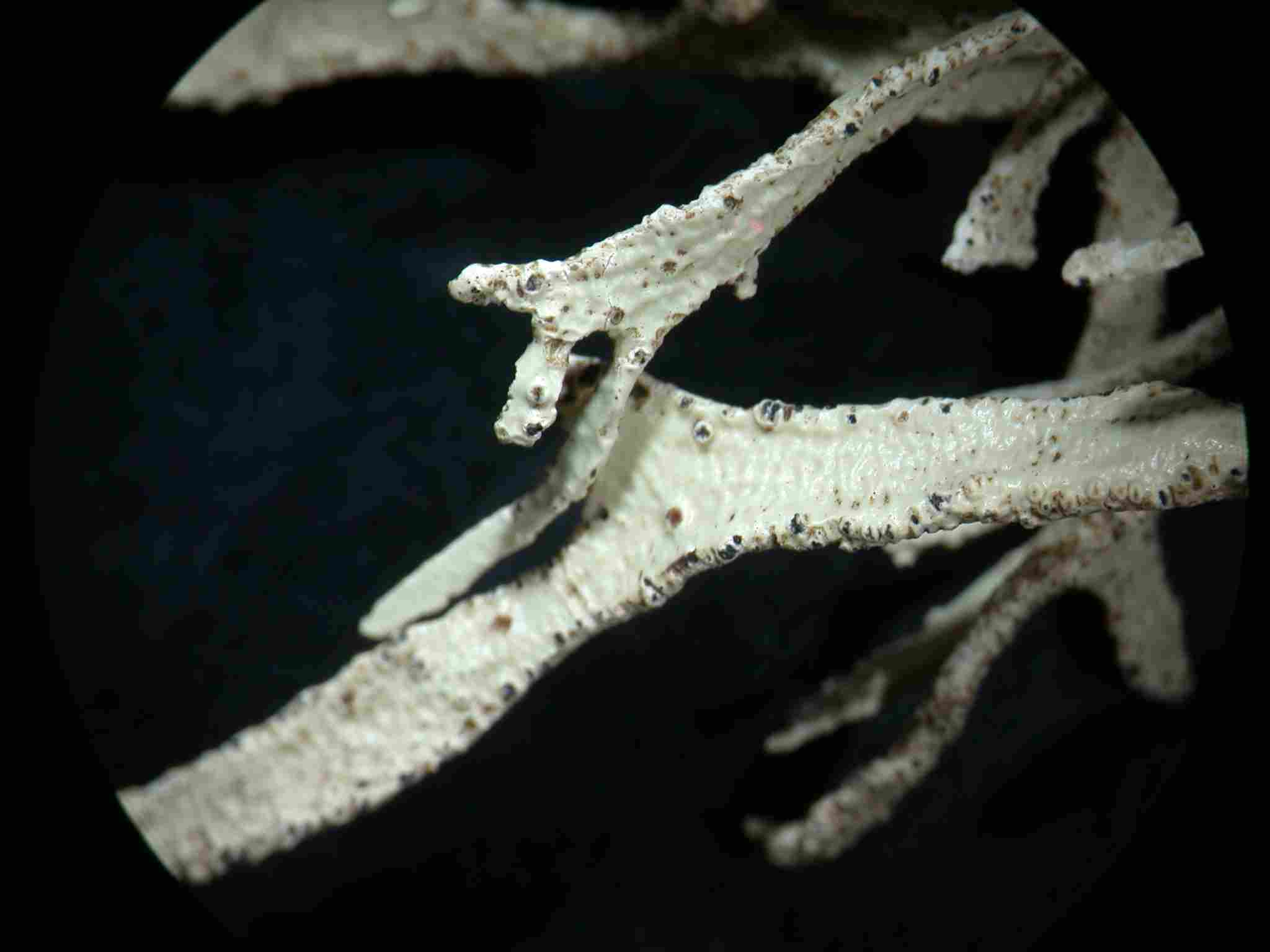 [Ramalina portosantana]